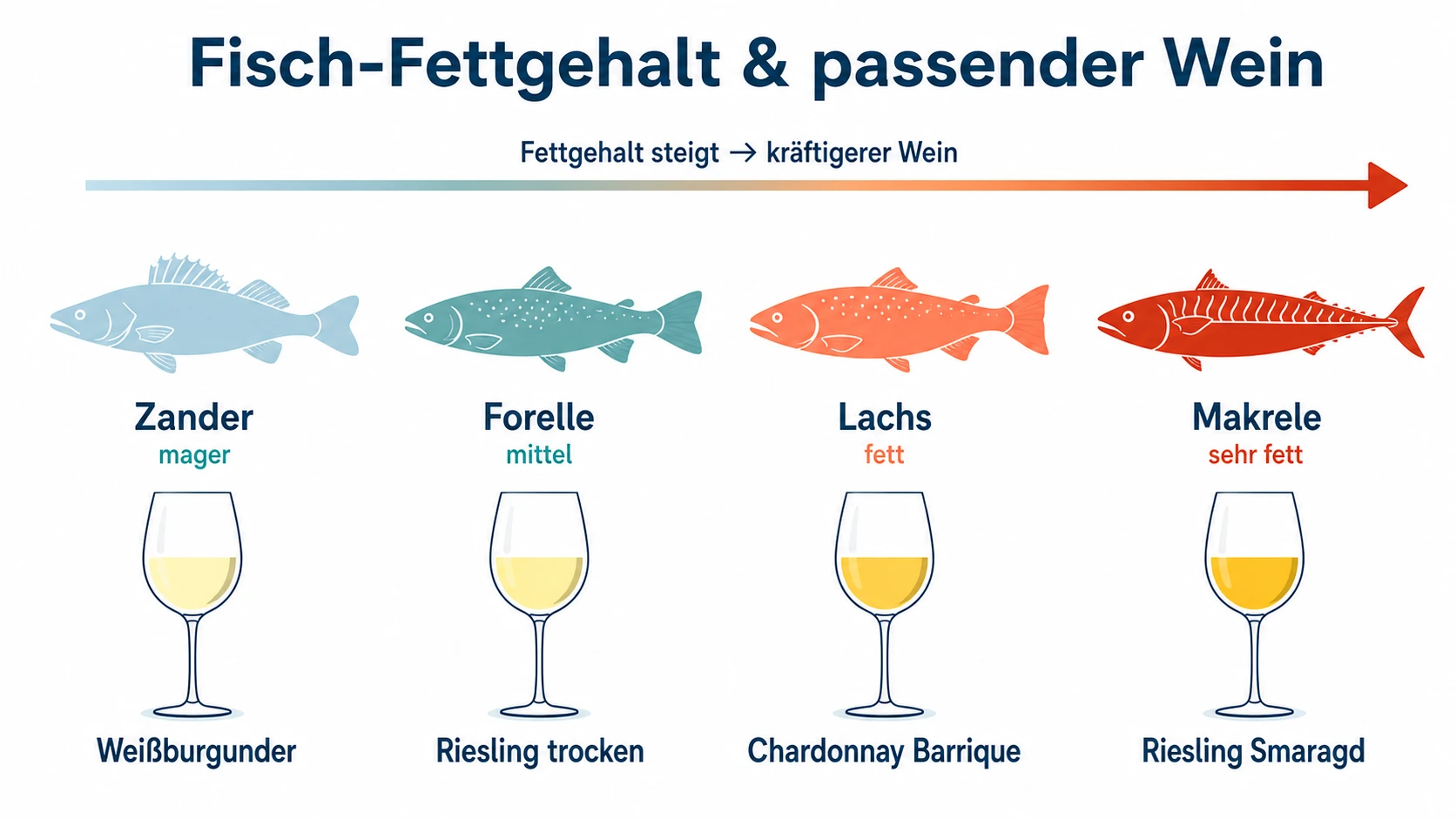 Infografik: Fisch-Fettgehalt und passende Weinwahl – von magerem Zander bis zum fetten Lachs