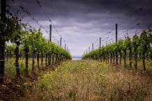 Weingut Hareter Thomas – Bio Weine