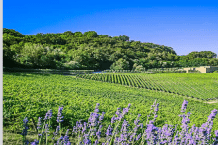 Weingut Icario – Wein & Toskana erleben – Weine aus Italien