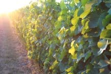 Weingut Pöckl – Mönchhof – Österreich