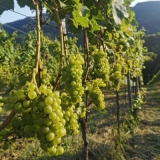 Weinhof Stefan Mally (Weststeiermark / Schilcherland) – Deutschlandsberg – Schilcher & Buschenschank