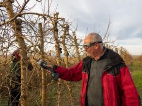 Weinreben schneiden: Präzision, Timing und Technik für gesunde Rebstöcke und hohe Traubenqualität